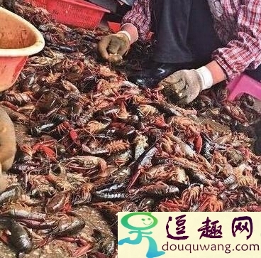 曝光虾仁制作过程死虾做原料水产死虾收购内幕湖北外婆家食品死虾做虾仁_娱乐猛回头_逗趣网