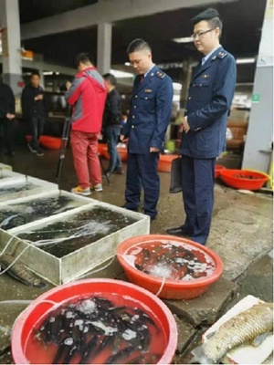 湖南省:“鱼贩”顶风作案 沅江市市场监管局开16000元罚单