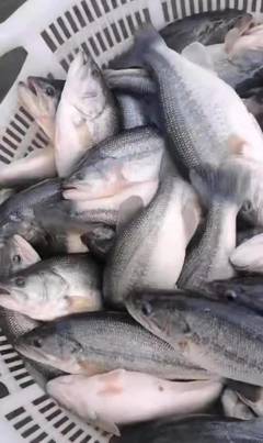这里养殖户搞稻田套养加州鲈鱼,2万条鱼没死一条,还卖到12.5元/斤的好价钱