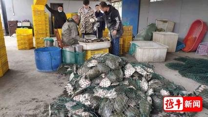 6万斤起运!绍兴这款优质年货走俏杭城