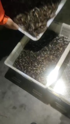 凡希亚水产