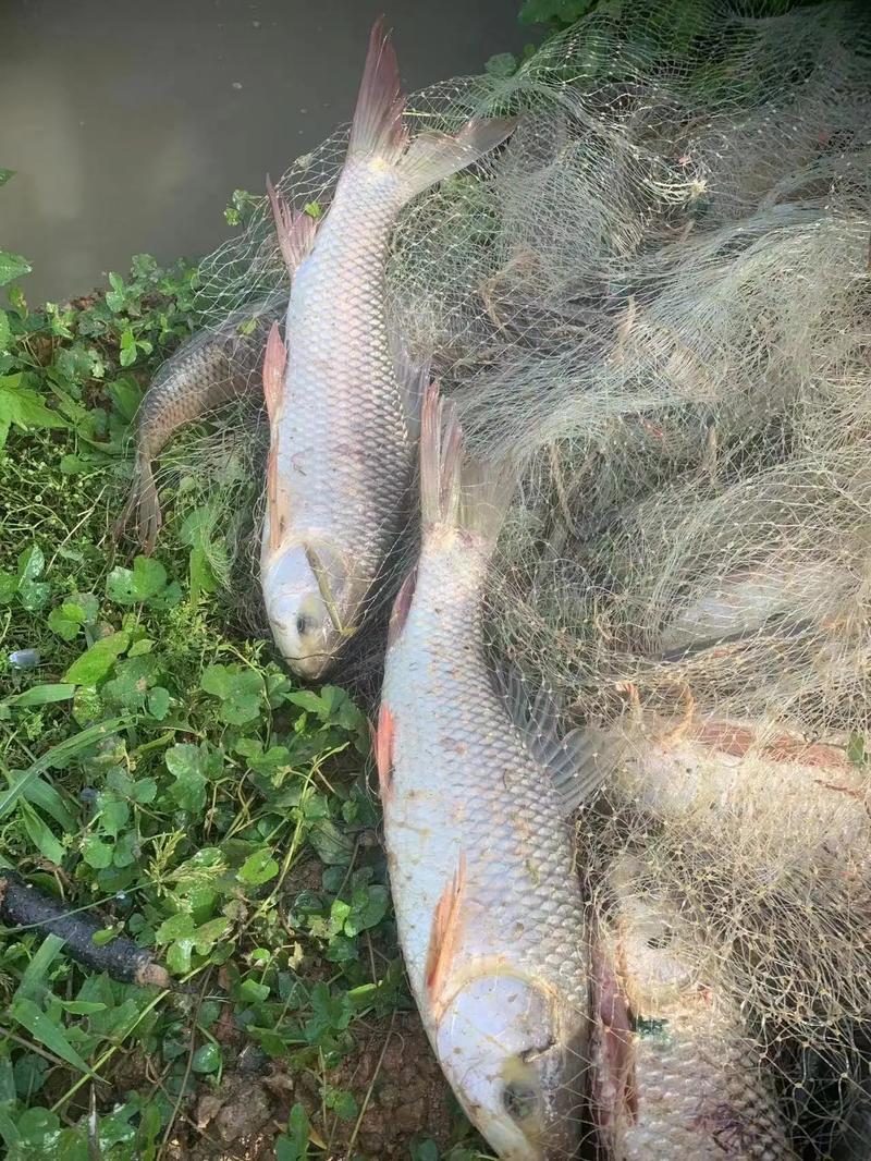 五一期间继续大量高价收购涨蛋麦鲮,野鲮,土鲮种鱼,#水产养殖