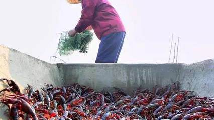 这个酱里满满都是大闸蟹肉!再给我加碗白米饭_美食_网