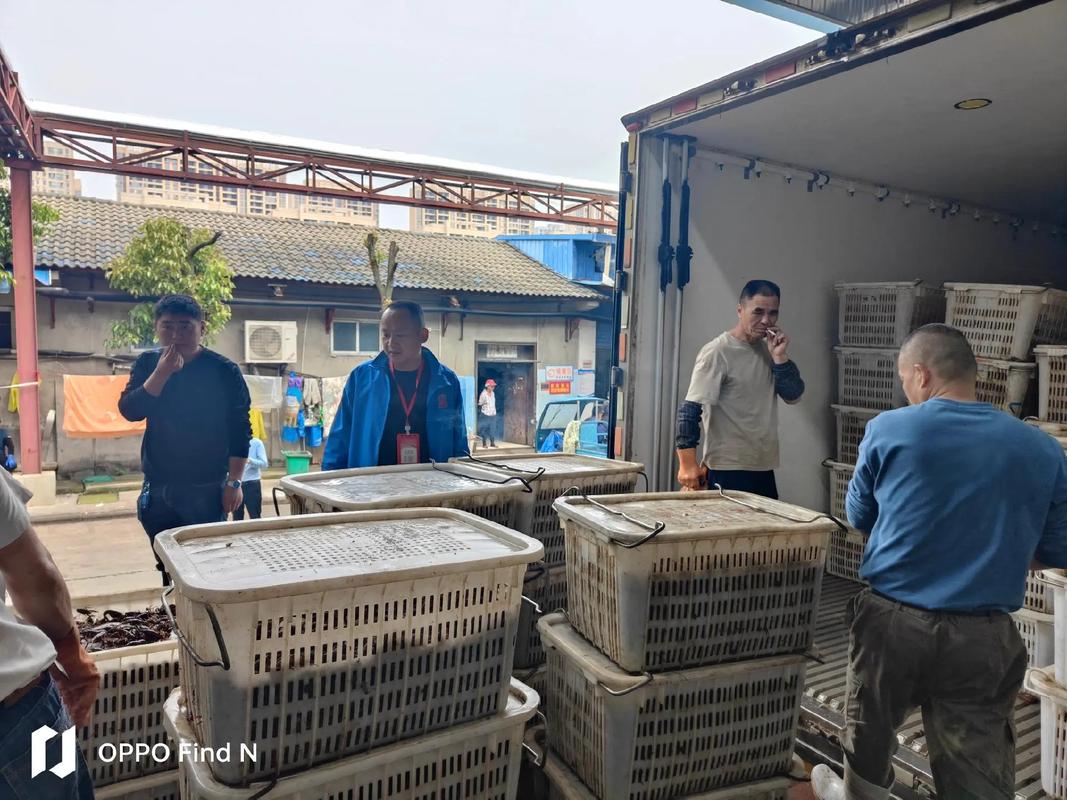 井力水产!一年一度的小龙虾开始收购了!尊敬的各位客户!欢迎大