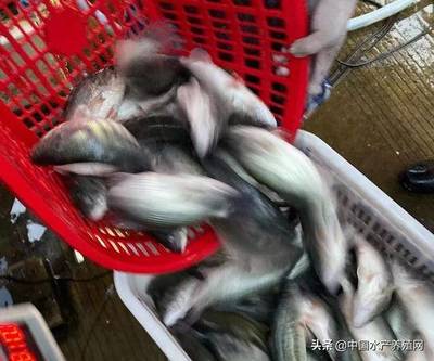 加州鲈持续降价为何引发养殖户更深忧虑？