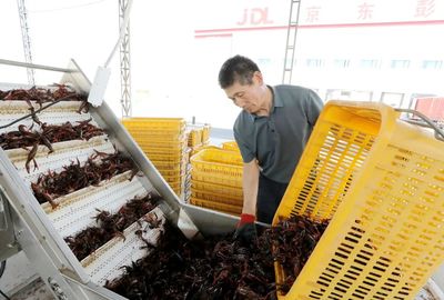 彭泽县小龙虾 水产品收购助力产业升级，“链”出20亿元大产业