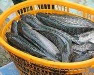 现款收购玉米小麦与颜杨水产养殖 北京市场动态及合作机遇