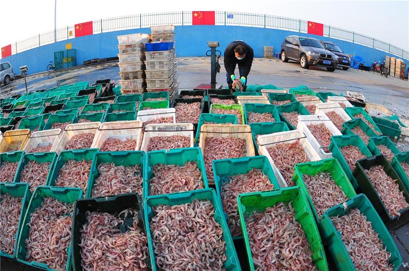 沙子口渔港复工，3000斤八带与蛎虾一小时售罄，水产品市场复苏强劲