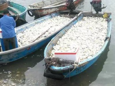 湛江麻章区料村300余万条金鲳鱼暴毙，水产养殖业遭遇重创