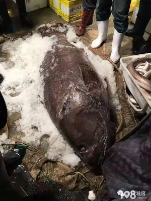 浙江渔民捕获156斤怪鱼,以20500元被水产客商收购_畅说诸暨_诸暨108生活社区
