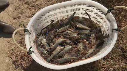 扬州罗氏沼虾大量上市,新型套养模式环保又增效