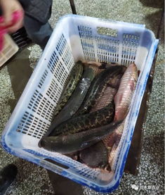 国家水产品质量安全监测专家在佳木斯市开展抽样监测