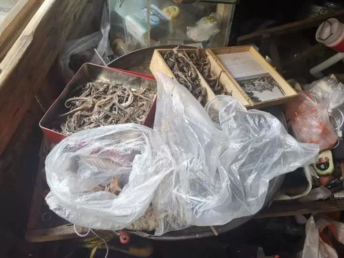 注意 海马捕不得卖不得 温岭查获一起收购销售国家濒危野生保护动物案