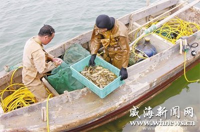 南方海参低价进入 威海海参收购价格下滑 - 内销市场 - 中国水产频道 | 网聚全球水产华人