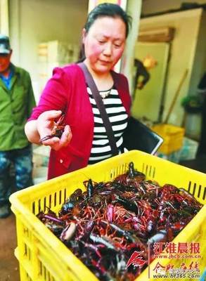 巢湖这个小镇的龙虾热销全国多个城市 龙虾刚上市水产商户就忙起来了(图)