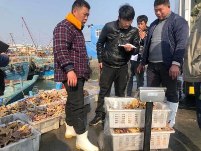 青岛胶州湾海星泛滥成灾 网友:吃光入侵海星靠谱吗?