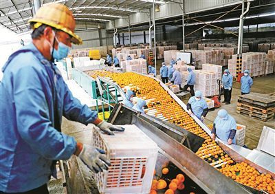 柑橘丰收季与水产品收购热潮交织