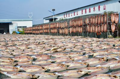 大冶 做足渔业文章，盘活水产经济