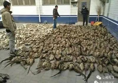 守护迁徙生命线 9·9公益日聚焦水产行业与候鸟栖息地保护