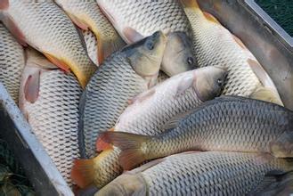 中国水产养殖网 1.5斤以上鲤鱼收购指南与当前价格分析